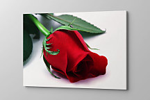 Obraz Ruža z lásky 1782